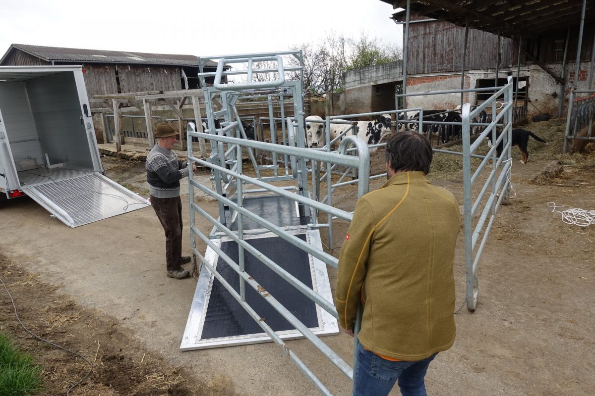 Hundert Rinder, 50 Fotos – Hofmetzgerei Friedrich Hack, Lindelberg ...