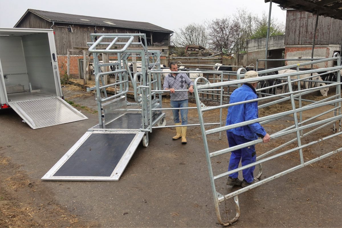 Hundert Rinder, 50 Fotos – Hofmetzgerei Friedrich Hack, Lindelberg ...