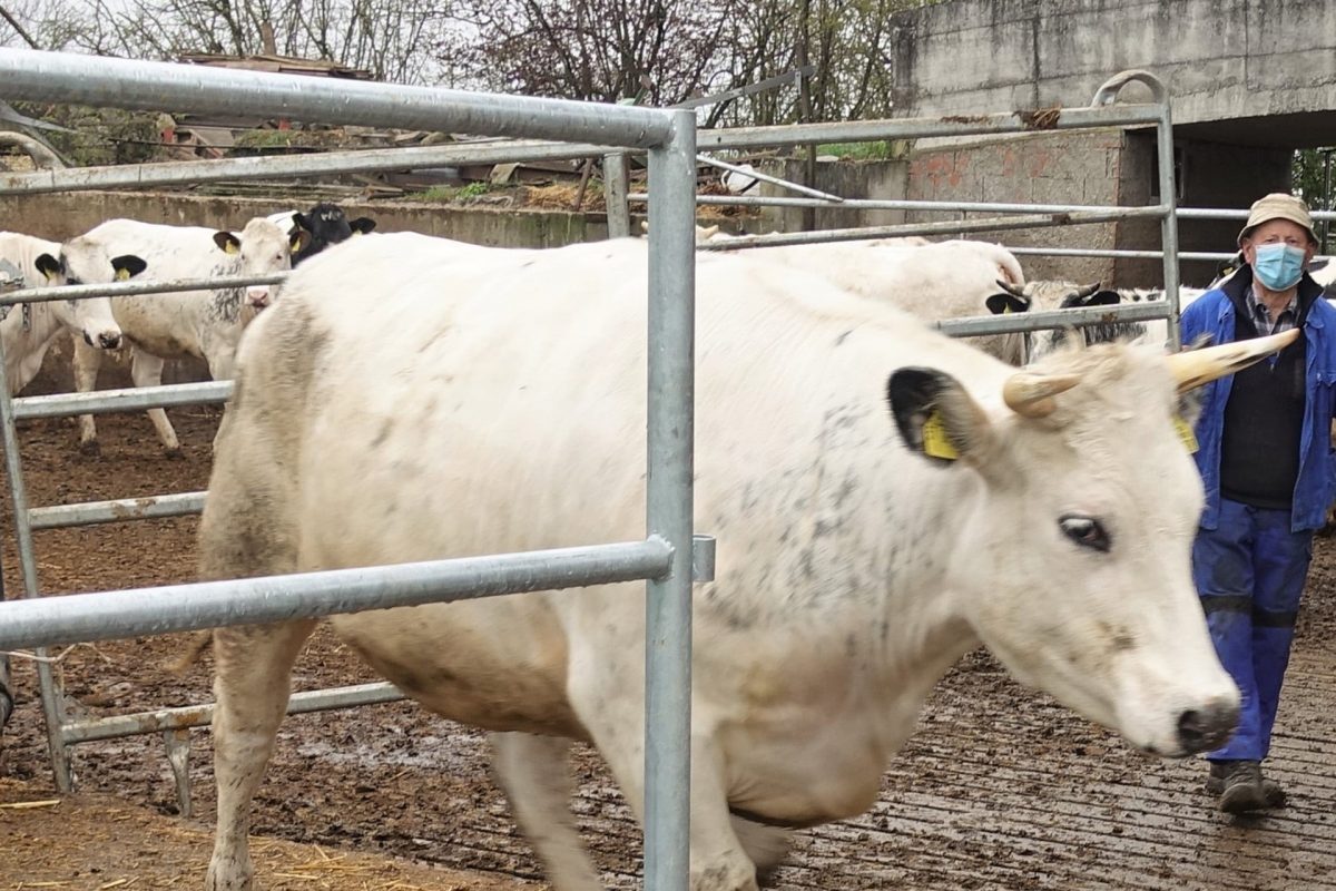 Hundert Rinder, 50 Fotos – Hofmetzgerei Friedrich Hack, Lindelberg ...