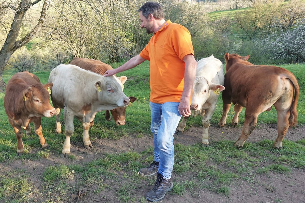 Hundert Rinder, 50 Fotos – Hofmetzgerei Friedrich Hack, Lindelberg ...