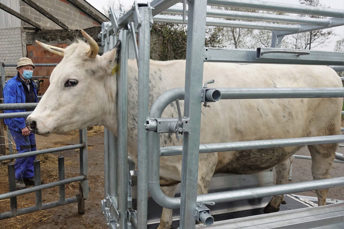 Hundert Rinder, 50 Fotos – Hofmetzgerei Friedrich Hack, Lindelberg ...