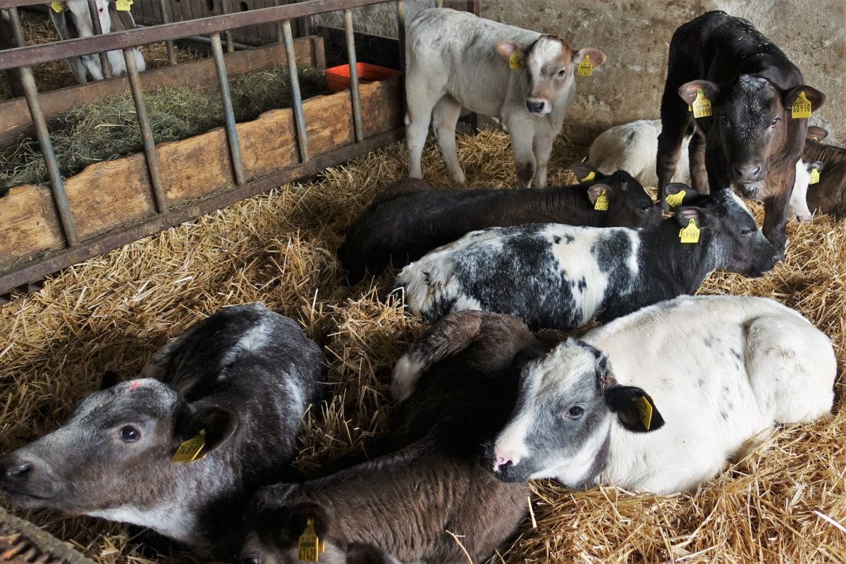Hundert Rinder, 50 Fotos – Hofmetzgerei Friedrich Hack, Lindelberg ...