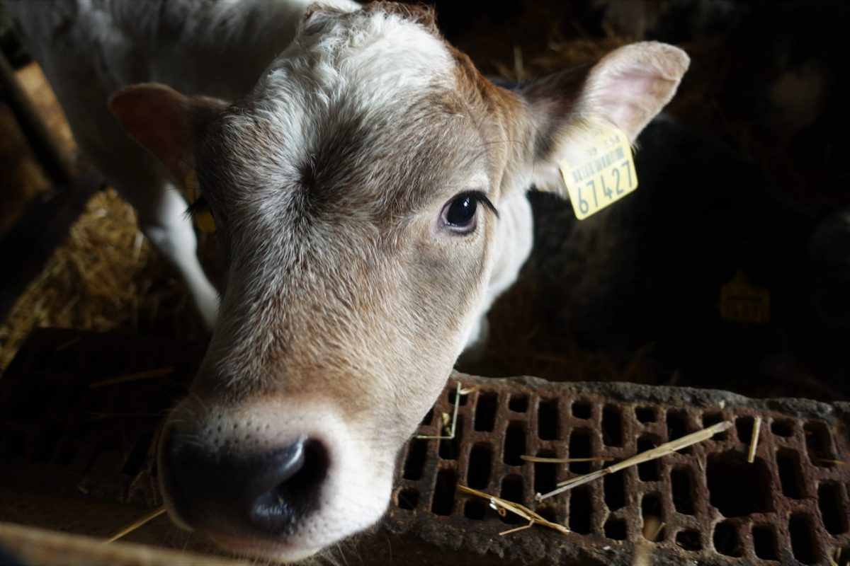 Hundert Rinder, 50 Fotos – Hofmetzgerei Friedrich Hack, Lindelberg ...