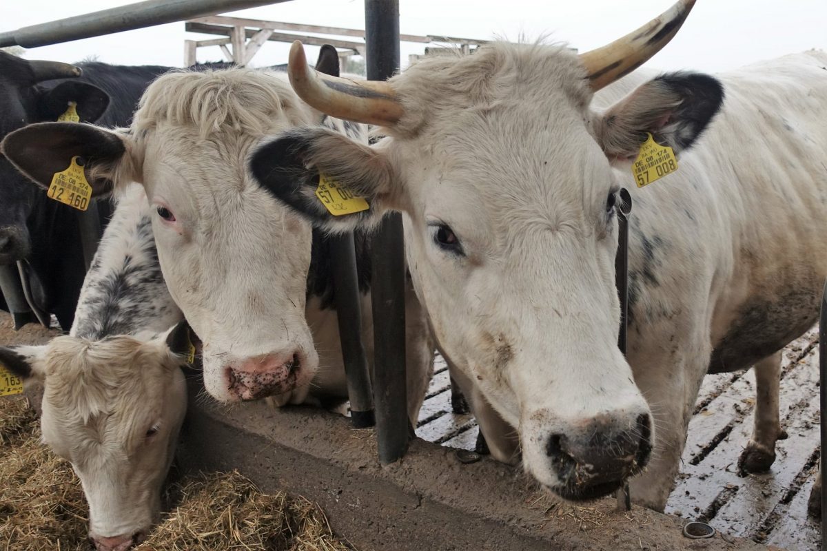 Hundert Rinder, 50 Fotos – Hofmetzgerei Friedrich Hack, Lindelberg ...