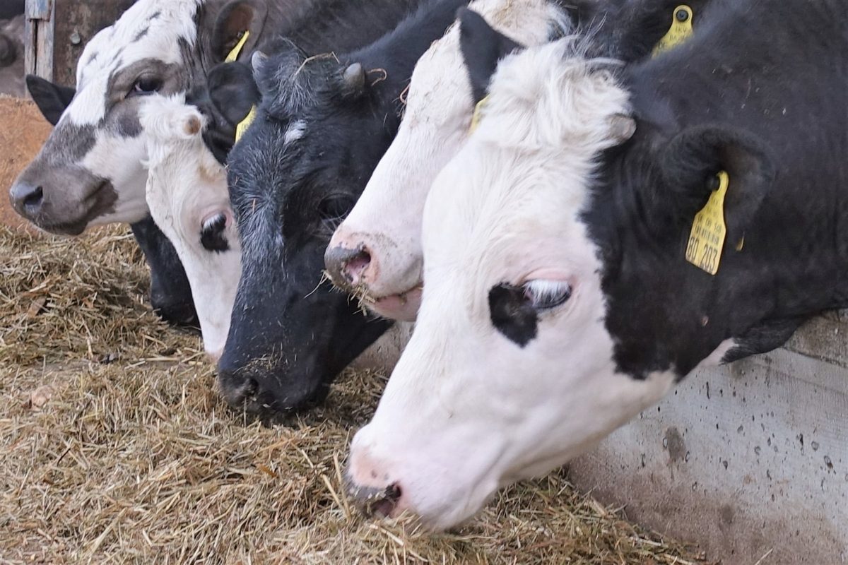 Hundert Rinder, 50 Fotos – Hofmetzgerei Friedrich Hack, Lindelberg ...